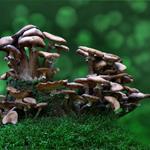 Answer mushrooms, moss