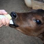 Answer calf, feeding