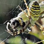 Antworten Spinnennetz, Opfer