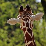 Responda girafa, orelhas