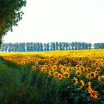 Answer sunflowers, field