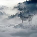 Répondre loups, brouillard