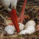 Answer stork, nest
