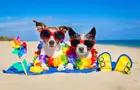 Answer DOGS, GLASSES, NECKLACE, FLOWERS, DUCK, SANDALS, TOWEL, BEACH