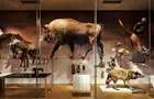 Answer BISON, WOLF, CHAMOIS, SKULL, HORNS, DISPLAY CASE, PAW, HOOF