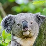 Antworten Koala