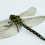 Answer Dragonfly