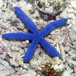 Answer Starfish