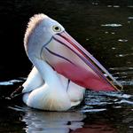 Responda Pelicano