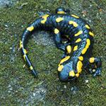 Answer salamander