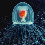 Answer jellyfish