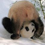 Responda panda