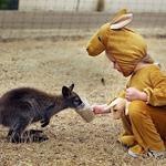 Répondre kangourou