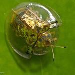 Respuesta escarabajo