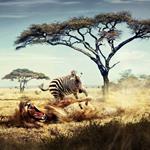 ответ зебра