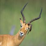 Answer antelope
