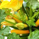 Solution courgettes