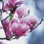 Risposta magnolia