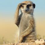 Resposta suricata
