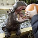 Respuesta hipopótamo