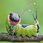 Answer caterpillar