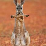 Solution kangourou
