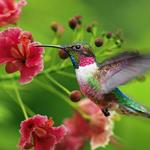 Answer colibri