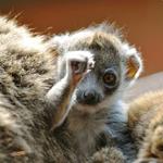Risposta lemure