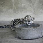 Solution léopard