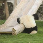 Solution panda