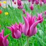 Resposta tulipa