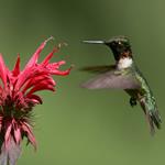 Respuesta colibri