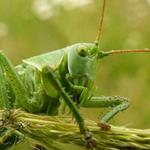 Answer grasshopper