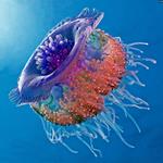 Resposta medusa