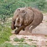 Resposta rinoceronte