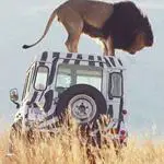 Antwort safari