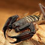 Answer scorpion