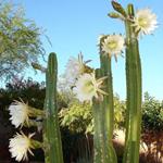 Risposta cactus