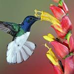 Risposta colibri