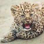 Resposta leopardo