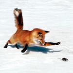 Answer fox