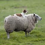 ответ овца