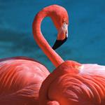 Resposta flamingo