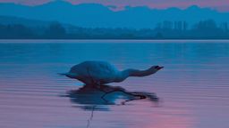 Answer reflection, swan, tail, neck, Twilight, ripples