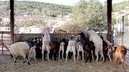 Responda cabras, comendo, feno, ovelhas, salto, fazenda