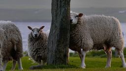 Responder picazón, lana, ovejas, lucha, cabezas, roca