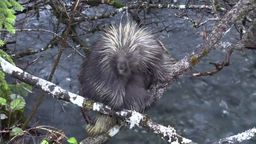 Answer porcupine, tree, rodent, climbing, creek, quills