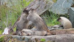 Answer lying, biting, marmots, four, fight, rocks