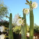 Risposta cactus