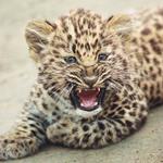 Répondre léopard
